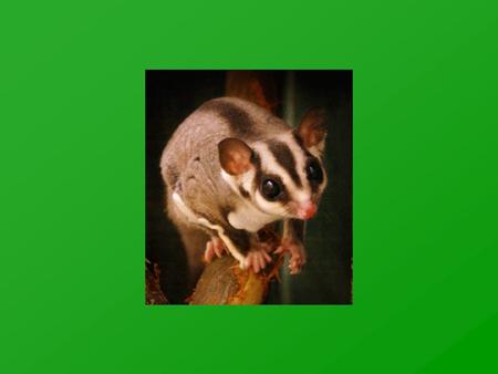 Sugar Gliders Petaurus breviceps Small gliding marsupial