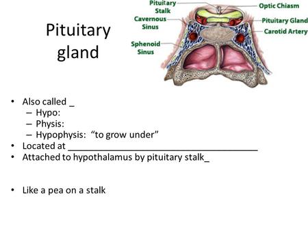 Also called _ – Hypo: – Physis: – Hypophysis: “to grow under” Located at _____________________________________ Attached to hypothalamus by pituitary stalk_.