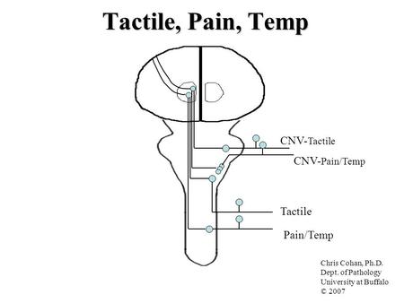 Tactile, Pain, Temp Pain/Temp Tactile CNV- Pain/Temp CNV- Tactile Chris Cohan, Ph.D. Dept. of Pathology University at Buffalo © 2007.