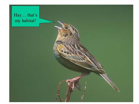 Hay… that’s my habitat!. Grassland Birds and Dairy Farming Growth in the economic susbystem Renewal of resource/ public good.