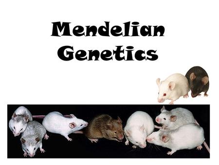 Mendelian Genetics.