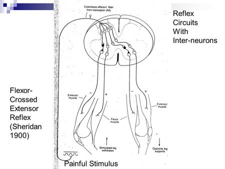 Reflex Circuits With Inter-neurons Flexor- Crossed Extensor Reflex