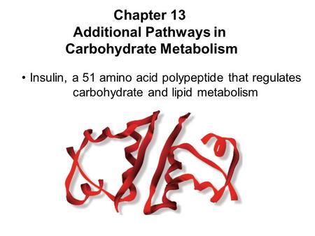 Prentice Hall c2002Chapter 131 Chapter 13 Additional Pathways in Carbohydrate Metabolism Insulin, a 51 amino acid polypeptide that regulates carbohydrate.