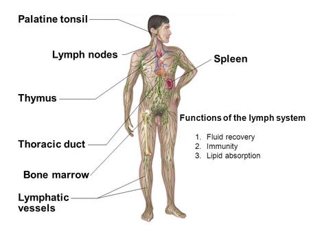 Fig. 22.1(TE Art) Spleen Thymus Thoracic duct Lymphatic vessels Palatine tonsil Bone marrow Lymph nodes Functions of the lymph system 1.Fluid recovery.