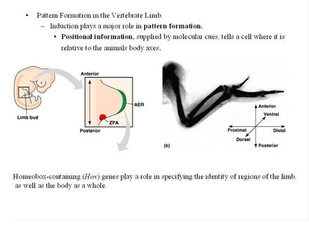 Limb Disc surrounded by Limb field What happens when limb disc is removed? Is all ectoderm competent? Old vs. Young AER Which tissue determines type.