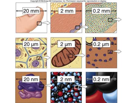 Cell Theory Robert Hooke: saw “little rooms” when examining cork with his self-made microscope. - cells Four main principles: 1. all organisms consist.