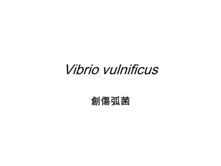 Vibrio vulnificus 創傷弧菌. Vibrio vulnificus G(-) Motile, curved, rod-shaped bacteria (Vibrio 弧菌屬 ) discovered by Michael Sgro and Emil Sheikh in 1978 生存地點.