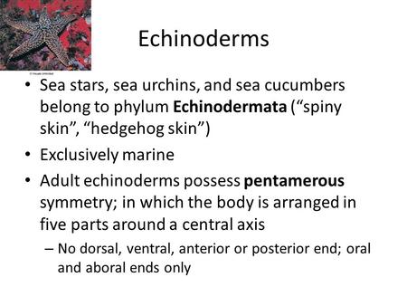 Echinoderms Sea stars, sea urchins, and sea cucumbers belong to phylum Echinodermata (“spiny skin”, “hedgehog skin”) Exclusively marine Adult echinoderms.