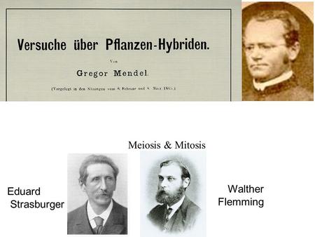 Eduard Strasburger Walther Flemming Meiosis & Mitosis.