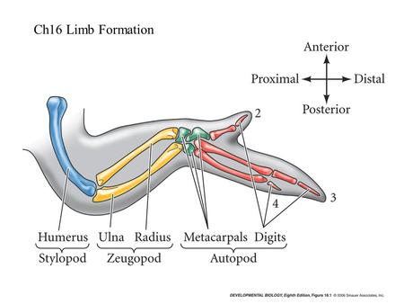 Ch16 Limb Formation. Limb Disc surrounded by Limb Field.