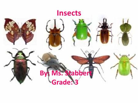 Insects By: Ms. Stabbert Grade: 3. Which part of an insect doesn’t belong? Kit Kat thoraxabdomen head.