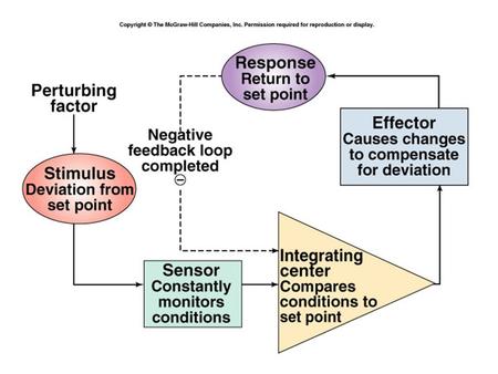 Osmoregulation Osmoregulation – the active regulation of the osmotic pressure of an organism’s fluids to maintain homeostasis of the organism’s water.