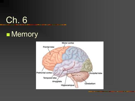 Ch. 6 Memory. The information-processing model of memory describes how information is encoded, organized, and stored in memory, and how it is retrieved.