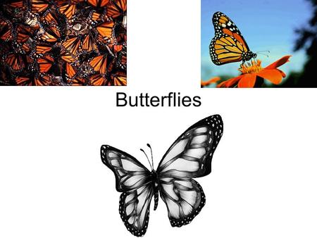 Butterflies.