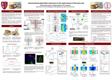 Data courtesy: Alex Goddard Gamma-band spike-field coherence in the optic tectum of the barn owl Sridharan Devarajan, Kwabena Boahen, Eric Knudsen Departments.