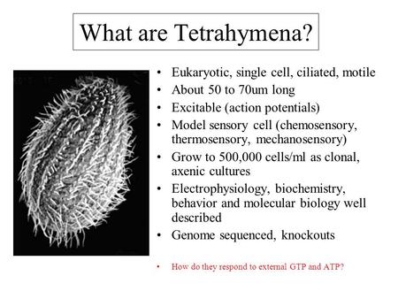 What are Tetrahymena? Eukaryotic, single cell, ciliated, motile About 50 to 70um long Excitable (action potentials) Model sensory cell (chemosensory, thermosensory,