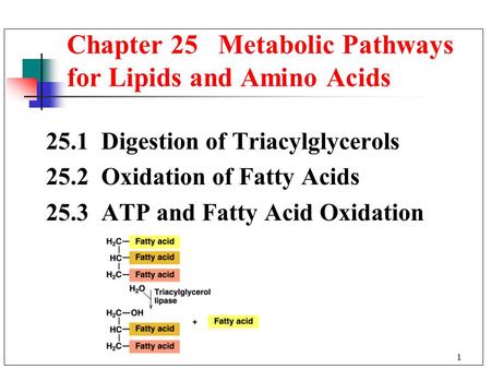 Chapter 25 Metabolic Pathways for Lipids and Amino Acids