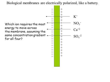 K + NO 3 - Ca +2 SO 4 -2 Which ion requires the most energy to move across the membrane, assuming the same concentration gradient for all four? Biological.