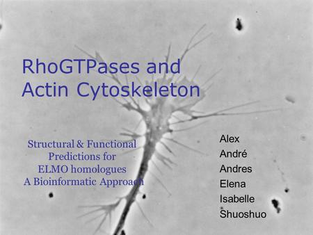 RhoGTPases and Actin Cytoskeleton Alex André Andres Elena Isabelle Shuoshuo Structural & Functional Predictions for ELMO homologues A Bioinformatic Approach.