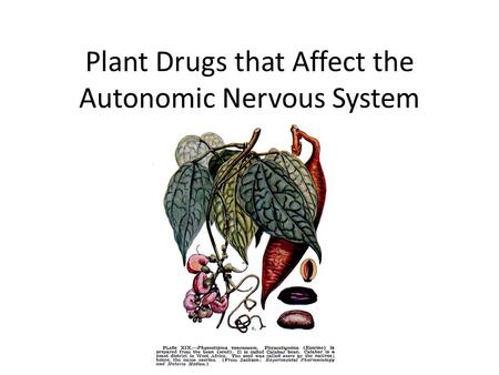 Plant Drugs that Affect the Autonomic Nervous System