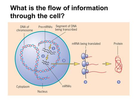 What is the flow of information through the cell?.