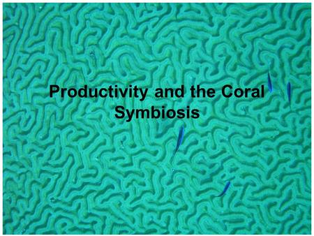 Productivity and the Coral Symbiosis. Maritime coastal - greenish - particulate Caribbean - blue - clear.