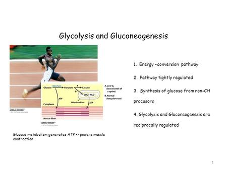 Glycolysis and Gluconeogenesis