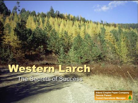 Western Larch The Secrets of Success Inland Empire Paper Company Dennis Parent Forest Operations Manager.