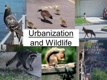 Urbanization and Wildlife. Why do we care about urbanization? Globally –Roughly 39-50% of land has been converted to human uses –The world ’ s urban population.