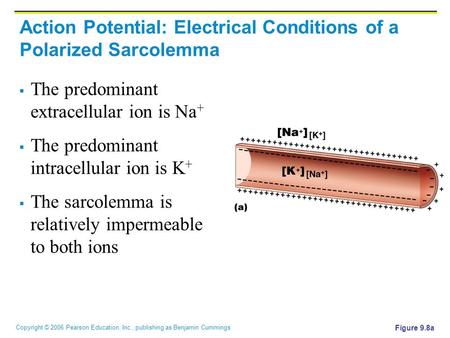 Copyright © 2006 Pearson Education, Inc., publishing as Benjamin Cummings  The predominant extracellular ion is Na +  The predominant intracellular ion.