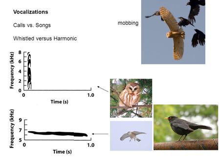 Vocalizations Calls vs. Songs Whistled versus Harmonic mobbing.