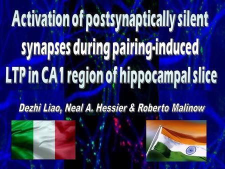 The authors of this paper propose two main points. These are: 1)The existence of silent synapses in hippocampal area CA1 2)The effective desilencing of.