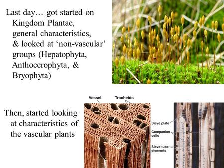 Last day… got started on Kingdom Plantae, general characteristics, & looked at ‘non-vascular’ groups (Hepatophyta, Anthocerophyta, & Bryophyta) Then, started.