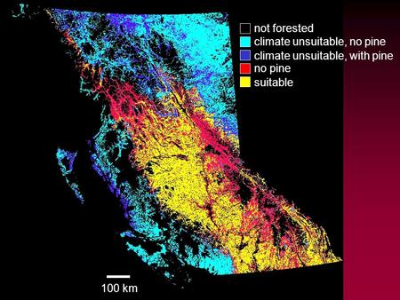 Base data - habitat not forested climate unsuitable, no pine climate unsuitable, with pine no pine suitable 100 km.