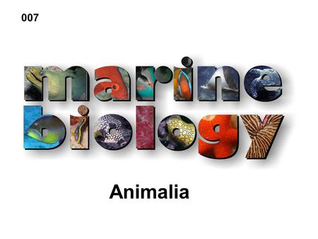 Animalia 007. Kingdom Animalia Eukaryotic Multicellular organisms True tissues. Heterotrophic nutrition.