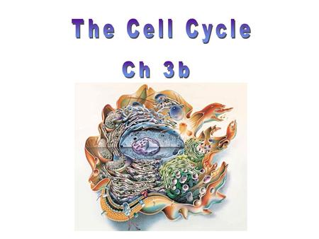 b Rod shaped structure Made of a single DNA molecule and proteins called histones –Histones maintain shape of chromosomes –Aids in tight packing of.