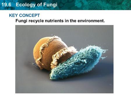 KEY CONCEPT  Fungi recycle nutrients in the environment.