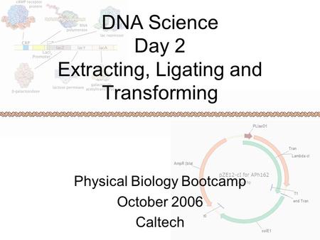 DNA Science Day 2 Extracting, Ligating and Transforming Physical Biology Bootcamp October 2006 Caltech.