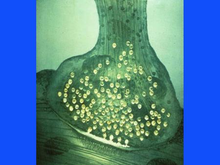 NERVE TERMINAL Neurotransmitter Synaptic vesicle S-25 brevin taxin tagmin S1 POSTSYNAPTIC RECEPTORS in out PRESYNAPTIC MEMBRANE Ca 2+ CHANNEL Ca 2+ PRIMED.