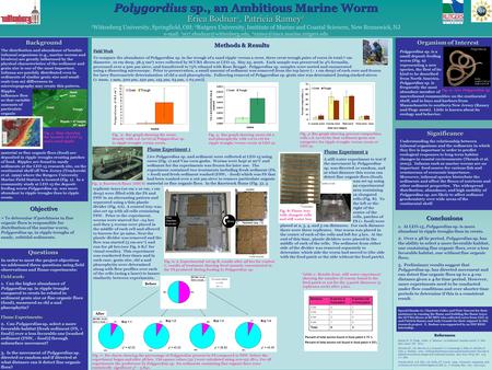 Conclusions 1. At LEO-15, Polygordius sp. is more abundant in ripple troughs than in crests. 2. Over a 48 hr period, Polygordius sp. has the ability to.