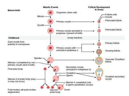 Hormones of the female reproductive cycle: Anterior pituitary gland: Follicle stimulating hormone (FSH): Stimulates growth of ovarian follicles, and estrogen.