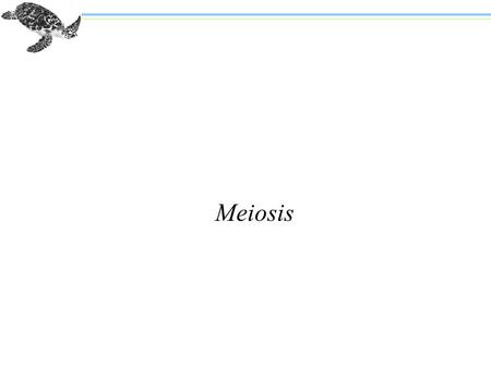 Meiosis.