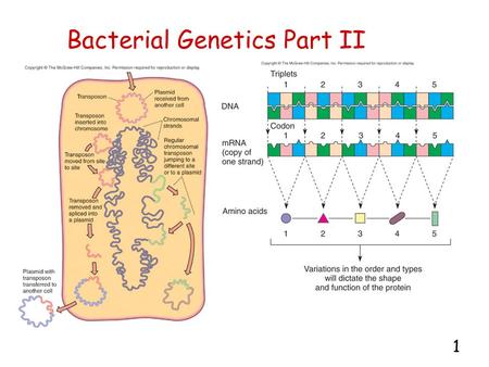 1 Bacterial Genetics Part II. 2 Review of the Lac Operon Repressors turn off gene –Lac repressor Inducers bind to and inactivate repressors –Allolactose.