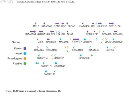 Essential Biochemistry by Pratt & Cornely, © 2004 John Wiley & Sons, Inc. Figure 19.01 Genes in a segment of human chromosome 20.