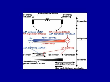 Fig. 8. Model for the regulation of dormancy and germination by abscisic acid (ABA) and gibberellins (GA) in response to the environment. According to.