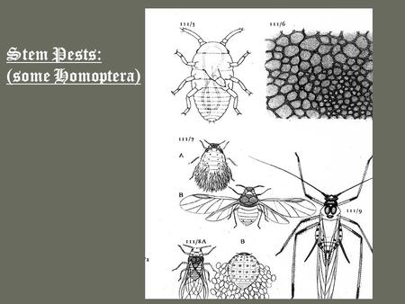 Stem Pests: (some Homoptera). Before we move on to stem pests, there are still some basic entomological topics to discuss. In particular, the digestive.