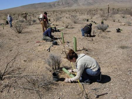 Types of Disturbances in the Mojave Desert (and other deserts) Linear features (e.g., powerlines, roads) Fire Off-road vehicles Hydrological.