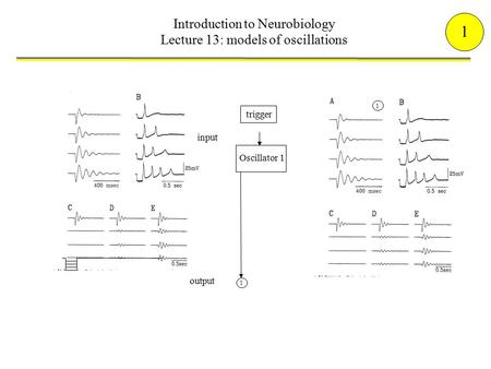 1 Oscillator 1 input output 1 trigger Introduction to Neurobiology Lecture 13: models of oscillations 1.