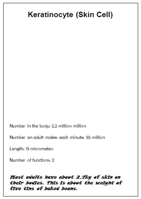 Keratinocyte (Skin Cell) Number in the body: 2.2 million million Number an adult makes each minute: 55 million Length: 15 micrometers Number of functions: