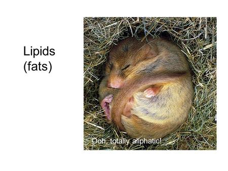 Lipids (fats) Ooh, totally aliphatic!. Lipids characteristics Efficient storage of energy !!! Nonpolar or low polarity –Many have a polar end (hydrophilic)